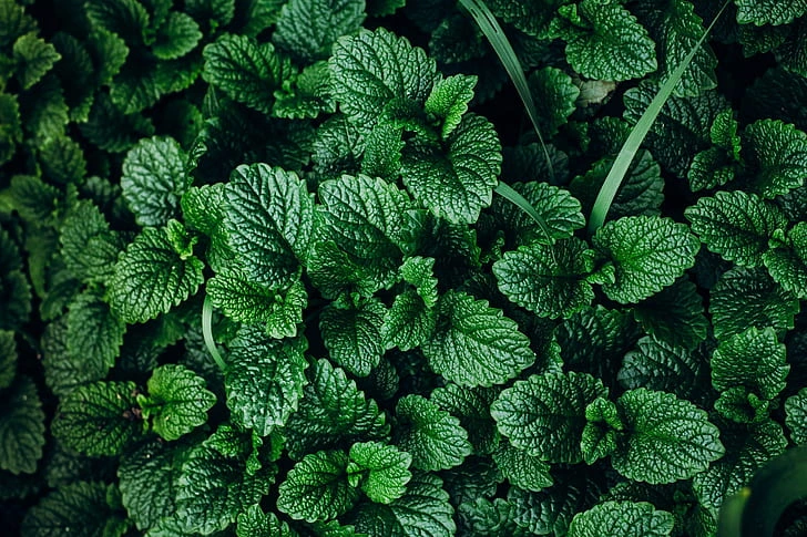 Minty Aroma Riches